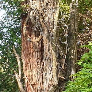 Unidentified Climber or Mistletoe at Copmanhurst, NSW by MazzV