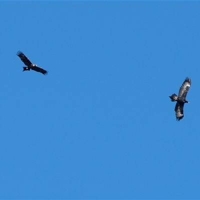 Aquila audax (Wedge-tailed Eagle) at Latham, ACT - 2 Aug 2019 by Untidy