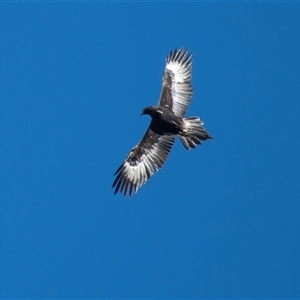 Aquila audax at Latham, ACT - 2 Aug 2019 03:20 PM