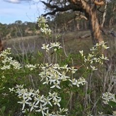 Clematis glycinoides (Headache Vine) at Symonston, ACT - 20 Jan 2025 by Mike