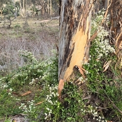 Clematis glycinoides at Symonston, ACT - 20 Jan 2025 05:58 PM