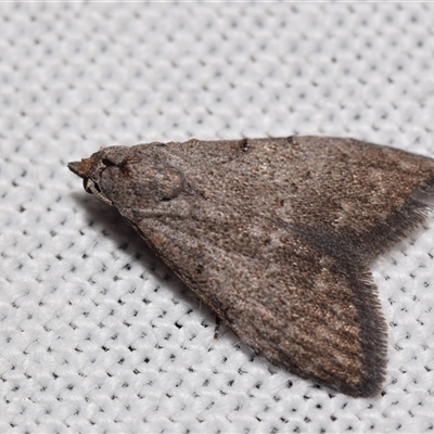 Nola pleurosema (Plain Tuft-moth) at Jerrabomberra, NSW by DianneClarke