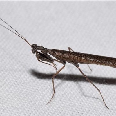 Bolbe sp. (genus) (Ground Mantis) by DianneClarke