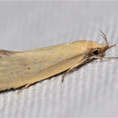 Unidentified Concealer moth (Oecophoridae) at Jerrabomberra, NSW - 14 Jan 2025 by DianneClarke