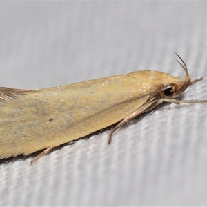 Unidentified Concealer moth (Oecophoridae) at Jerrabomberra, NSW by DianneClarke