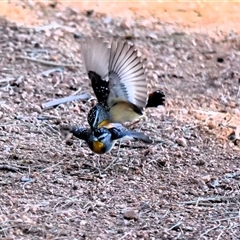 Pardalotus punctatus at Belconnen, ACT - 30 Jul 2019 by Untidy