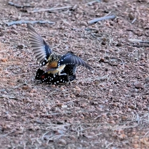 Pardalotus punctatus at Belconnen, ACT - 30 Jul 2019 03:18 PM