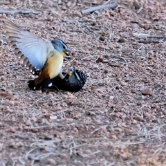 Pardalotus punctatus at Belconnen, ACT - 30 Jul 2019 03:18 PM