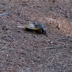 Pardalotus punctatus at Belconnen, ACT - 30 Jul 2019 03:18 PM