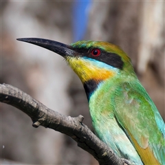 Merops ornatus (Rainbow Bee-eater) at Strathnairn, ACT - 19 Jan 2025 by jb2602