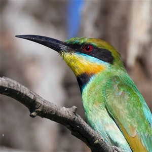 Merops ornatus (Rainbow Bee-eater) at Strathnairn, ACT by jb2602