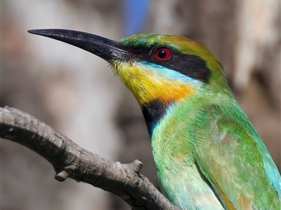 Merops ornatus (Rainbow Bee-eater) at Strathnairn, ACT - 19 Jan 2025 by jb2602