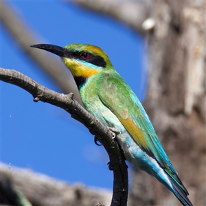 Merops ornatus at Strathnairn, ACT - 19 Jan 2025 04:37 PM