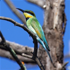 Merops ornatus at Strathnairn, ACT - 19 Jan 2025 04:37 PM