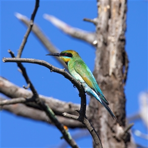 Merops ornatus at Strathnairn, ACT - 19 Jan 2025 04:37 PM