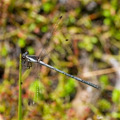 Griseargiolestes griseus (Grey Flatwing) at Rossi, NSW - 20 Jan 2025 by DPRees125