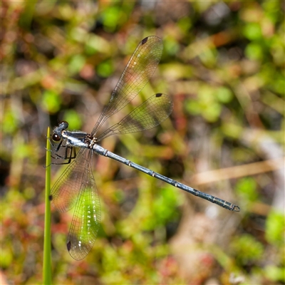 Griseargiolestes griseus (Grey Flatwing) at Rossi, NSW - 20 Jan 2025 by DPRees125