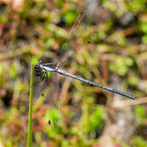 Griseargiolestes griseus at Rossi, NSW - suppressed