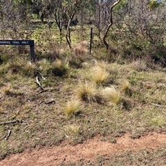 Nassella trichotoma (Serrated Tussock) at Kenny, ACT - 17 Jan 2025 by waltraud