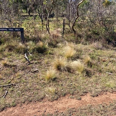 Nassella trichotoma (Serrated Tussock) at Kenny, ACT - 16 Jan 2025 by waltraud