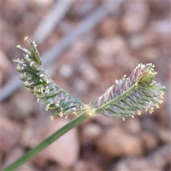 Eleusine tristachya (Goose Grass, Crab Grass, American Crows-Foot Grass) at Fyshwick, ACT - 20 Jan 2025 by ConBoekel