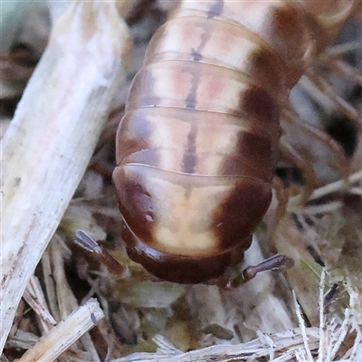 Paradoxosomatidae sp. (family) at Fyshwick, ACT - 19 Jan 2025 by ConBoekel