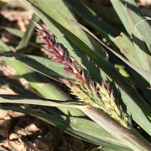 Echinochloa crus-galli (Barnyard Grass) at Fyshwick, ACT by ConBoekel