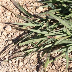 Echinochloa crus-galli at Fyshwick, ACT - 20 Jan 2025 09:05 AM