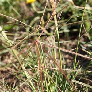 Chloris truncata (Windmill Grass) at Fyshwick, ACT by ConBoekel