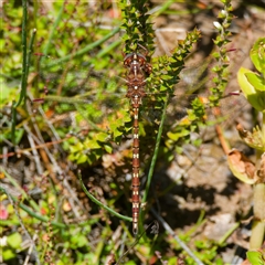 Archaeosynthemis orientalis (Eastern Brown Tigertail) at Rossi, NSW - 20 Jan 2025 by DPRees125