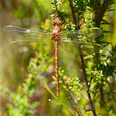 Archaeosynthemis orientalis at Rossi, NSW - 20 Jan 2025 11:59 AM