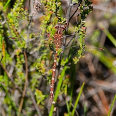 Archaeosynthemis orientalis at Rossi, NSW - 20 Jan 2025 11:59 AM