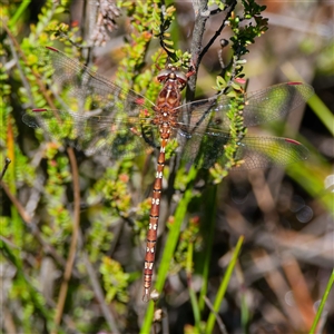 Archaeosynthemis orientalis at Rossi, NSW - 20 Jan 2025 11:59 AM