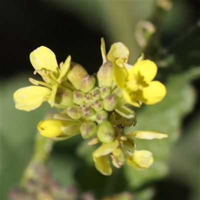 Unidentified Other Wildflower or Herb at Fyshwick, ACT - 19 Jan 2025 by ConBoekel