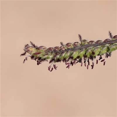 Paspalum dilatatum (Paspalum) at Fyshwick, ACT - 20 Jan 2025 by ConBoekel