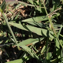 Paspalum dilatatum at Fyshwick, ACT - 20 Jan 2025 09:34 AM