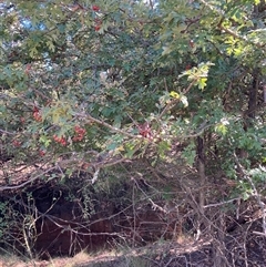 Crataegus monogyna (Hawthorn) at Watson, ACT - 17 Jan 2025 by waltraud