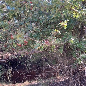 Crataegus monogyna at Watson, ACT - 17 Jan 2025 10:16 AM