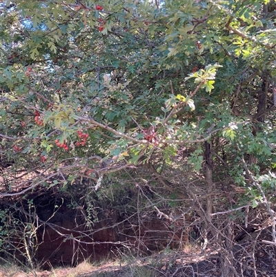 Crataegus monogyna (Hawthorn) at Watson, ACT - 16 Jan 2025 by waltraud