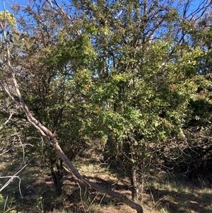 Crataegus monogyna at Watson, ACT - 17 Jan 2025