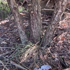 Crataegus monogyna at Watson, ACT - 17 Jan 2025 10:16 AM