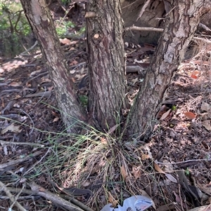 Crataegus monogyna at Watson, ACT - 17 Jan 2025 10:16 AM