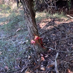 Crataegus monogyna at Watson, ACT - 17 Jan 2025 10:16 AM