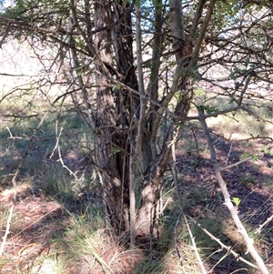 Crataegus monogyna at Watson, ACT - 17 Jan 2025 10:16 AM