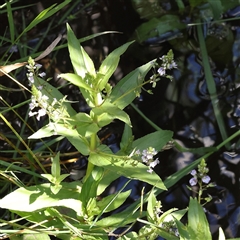 Veronica anagallis-aquatica (Blue Water Speedwell) at Fyshwick, ACT - 20 Jan 2025 by ConBoekel