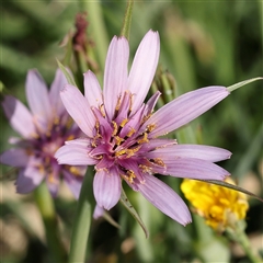 Unidentified Other Wildflower or Herb at Fyshwick, ACT - 19 Jan 2025 by ConBoekel