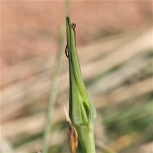 Tragopogon porrifolius at Fyshwick, ACT - 20 Jan 2025 09:47 AM