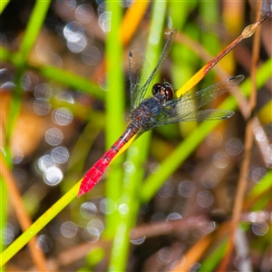 Nannophya dalei (Eastern Pygmyfly) at Rossi, NSW by DPRees125