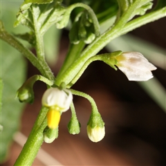 Solanum sp. (nightshades, soda apples, devils apples) at Fyshwick, ACT - 20 Jan 2025 by ConBoekel