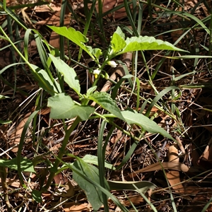 Solanum sp. at Fyshwick, ACT - 20 Jan 2025 10:00 AM